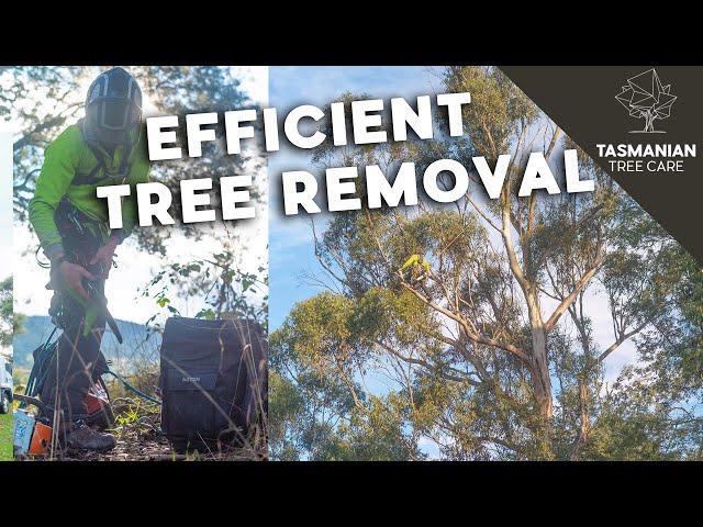 Efficient tree removal work - Tasmanian Tree Care