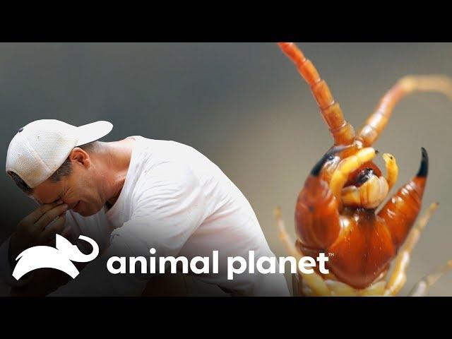 Centopeia gigante morde o Frank! | Perdido no Sudeste Asiático | Animal Planet Brasil