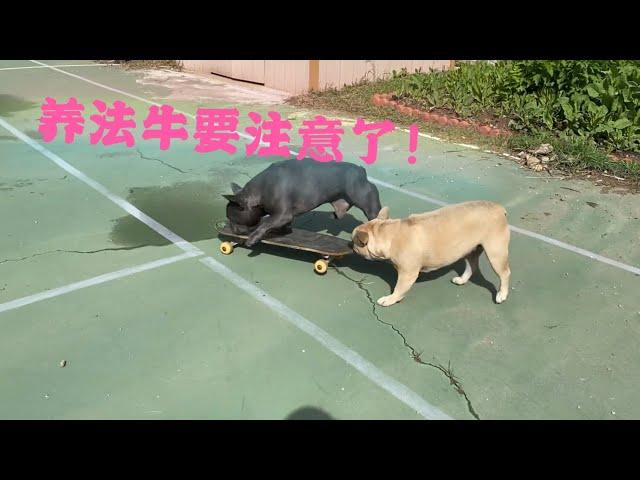 （宠物篇）养法斗（法国斗牛犬）最重要的注意事项竟然是