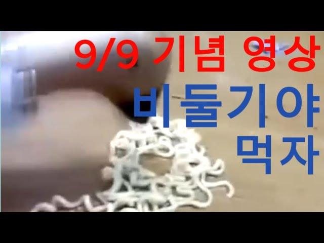 9월 9일, 오늘은 비둘기야 먹자 기념일 입니다[자막 지원]