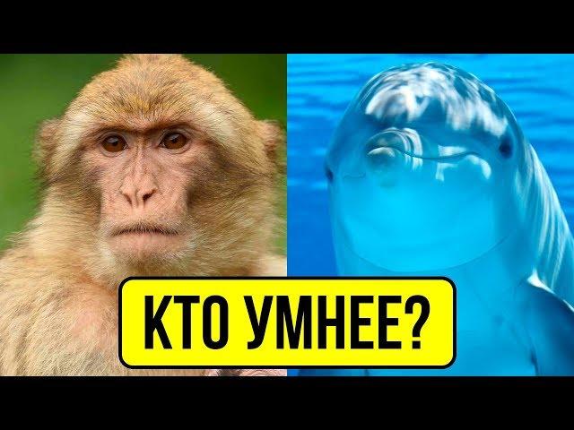 10 САМЫХ УМНЫХ ЖИВОТНЫХ!