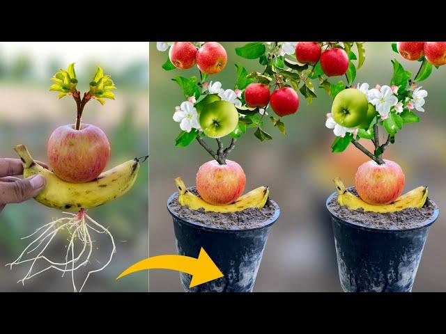 How To Grow Apple Trees From Apple Fruit in Banana Fruit | Grow Apples at Home From Apple in Banana