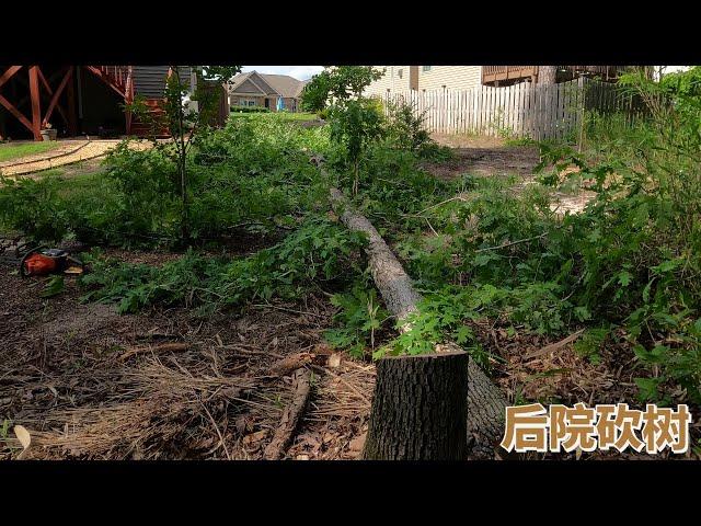 亲身示范如何砍自己后院的大树。DIY demonstrate how to cut the big trees in the backyard.