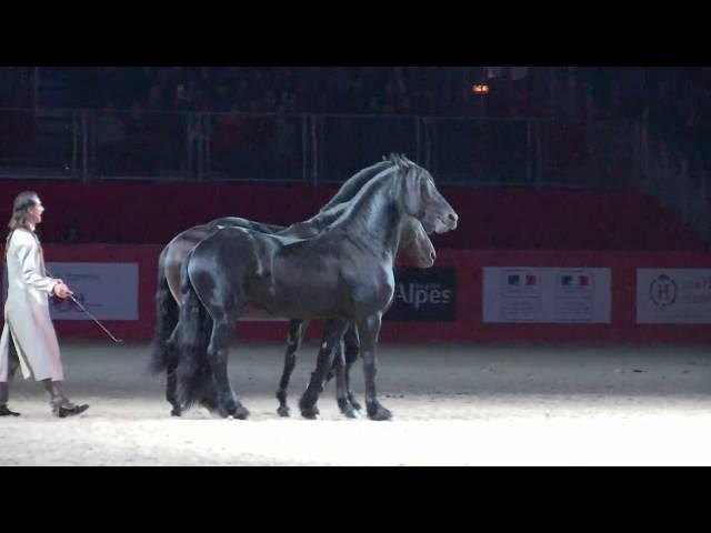 Frédéric Pignon et ses étalons