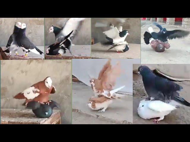 11 pairs of pigeons are mating and these are all beautiful pairs || all pairs of pigeons are mating