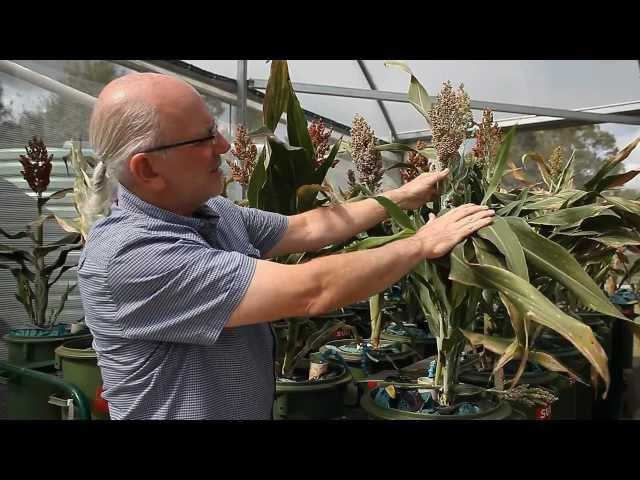 Queensland Alliance for Agriculture and Food Innovation - QAAFI