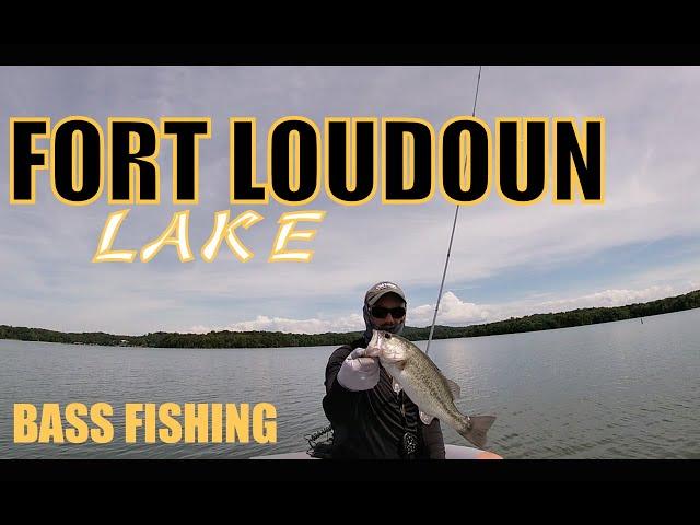 FORT LOUDOUN LAKE: Bass Fishing the SHAD SPAWN