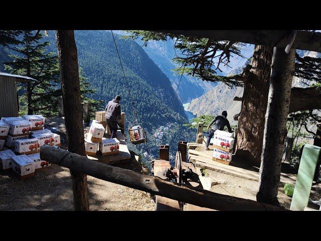 Apple  Harvesting & Packing at  MEBAR Village Kinnaur( H.P )