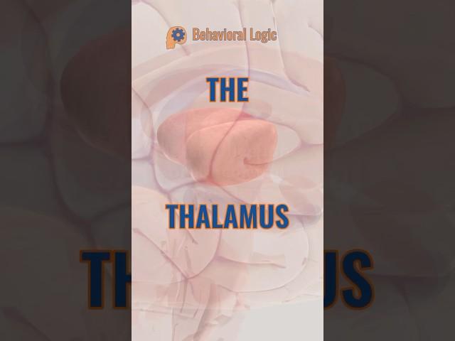 The Thalamus #neuroanatomy #brainanatomy #neuroscience #brainscience #brain #biology