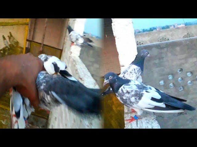 Hath Se Kabooter Pakra | Babar Pigeons Club