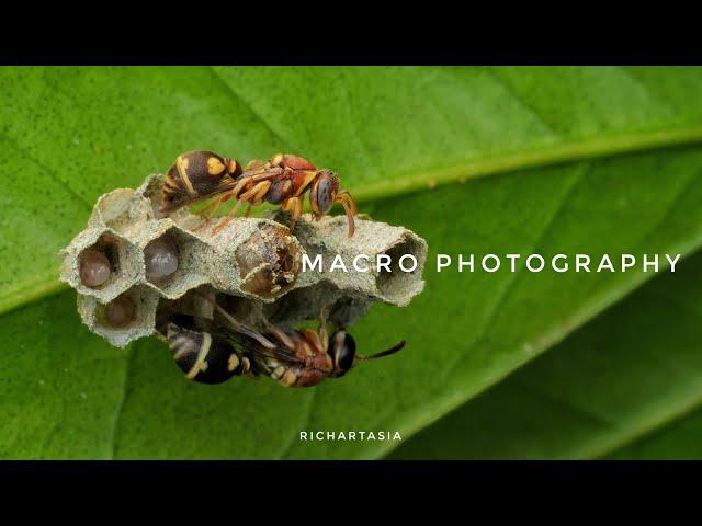 MACRO PHOTOGRAPHY with a Simple Camera Setup