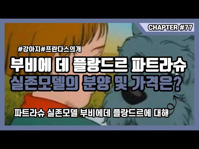 프란다스의 개 파트라슈 부비에 데 플랑드르 분양 및 가격은?