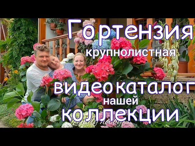 ГОРТЕНЗИЯ. Самые КРАСИВЫЕ сорта , видео КАТАЛОГ нашей коллекции.