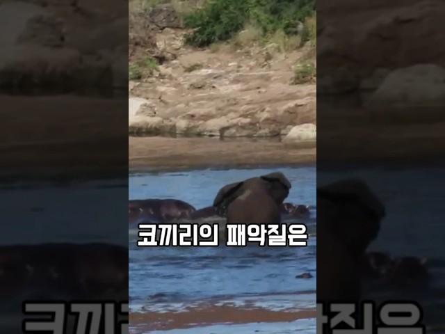 혼자서 하마 떼를 쓸어버리는 코끼리 ㄷㄷ 새끼 하마도 공격하는 무서움!
