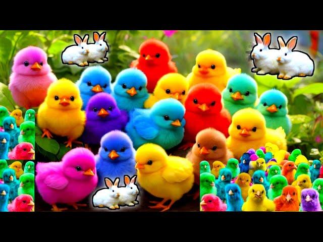 Cute Animals, Rainbow Chicken, Duck, Rabbit, Cow, Fish, Lion, Elephant, Turtle, Dog, Cat, Tiger