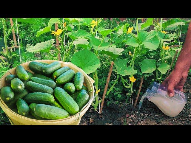 You will harvest baskets full of cucumbers, just do these 2 things