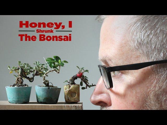 Bonsaify | Two Key Steps to Shrinking Your Mini Bonsai