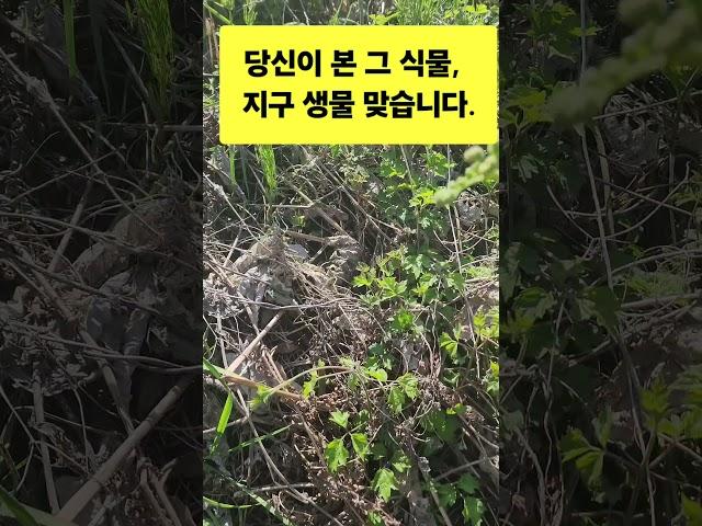 "이게 고사리라고? 외계 생물 아님?!"#자연감성#고사리 #봄나물 # 건강 #Alien Plant Found?!  # Pteridium aquilinum