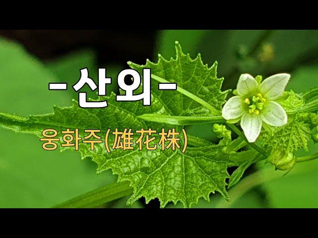 산외 야생화의신비 141편 , 웅화주, 심산지역, 토종 야생화,