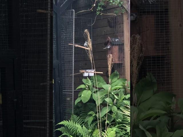Azure tit - (Cyanistes cyanus) - nesting box in bird aviary