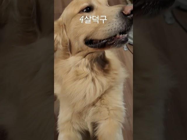 골든리트리버 6마리 범생이 4살덕구 #짱아네가족 #3대가사는집 #개스타하우스