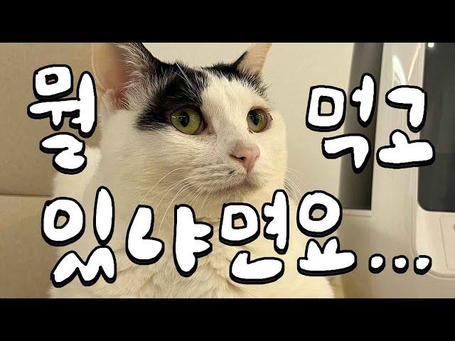 그래서 수의사네 고양이는 무슨 사료를 먹고 있을까?