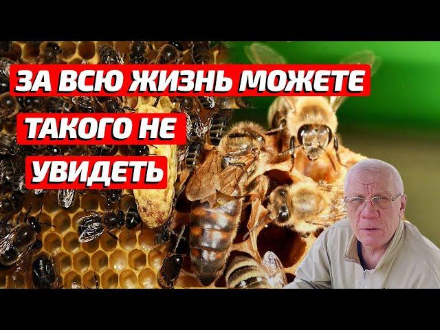 Матка пчел избавляется от соперниц За 30 ть лет вижу первый раз