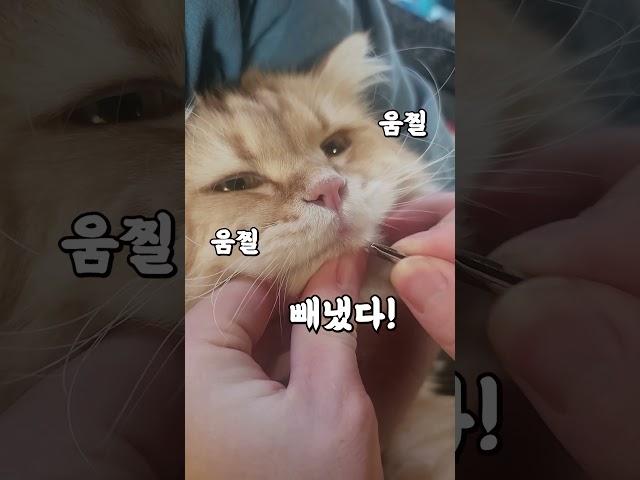 고양이 키우시는 분들 이거 조심하세요 #shorts