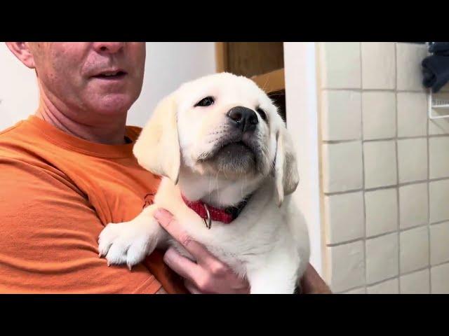 Flashback Friday: Fluffy Lab Puppy RUDOLPH gets Squeaky Clean for His New Family! #labrador #puppy