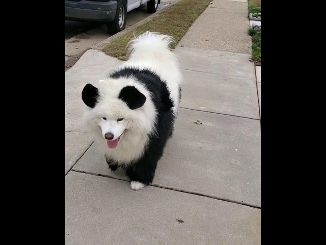 Enzo the Panda  @enzo_thesamoyed