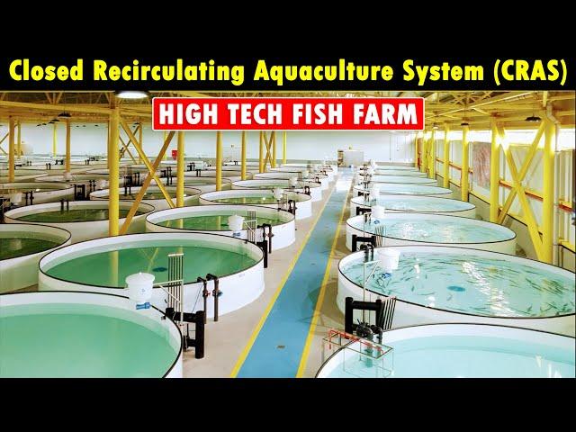 Closed Recirculating Aquaculture System (CRAS) | RAS Fish Farming | Modern Fish Farming Technology