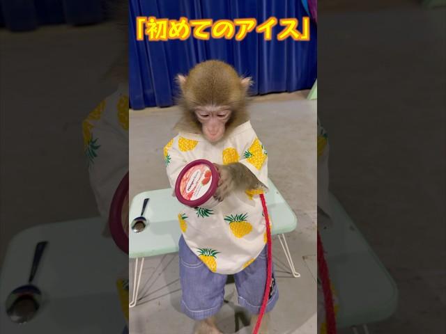 小猿のシンくん初めてのアイスを食べてみよう！ #monkey #animals