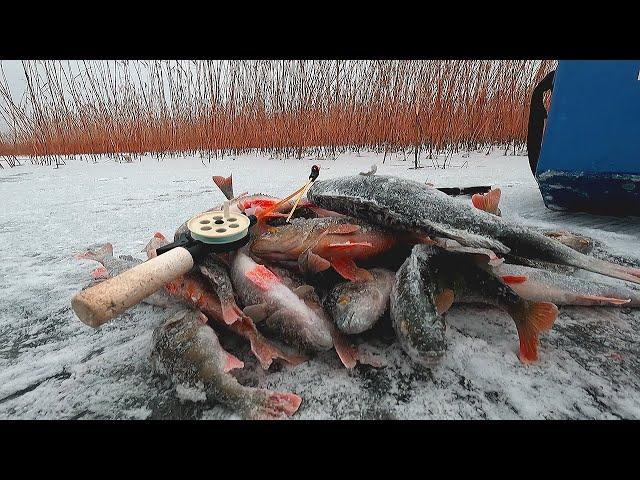 ПЕРВЫЙ ЛЁД 2022-23 ЕЛЕ ВЫТАЩИЛ! НАШЁЛ ОКУНЯ В КАМЫШАХ!!! Зимняя рыбалка 2022-2023