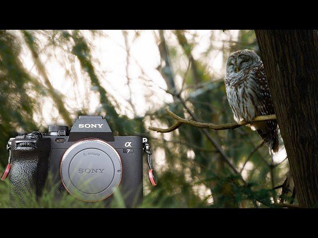 Sony a7IV Long-Term Review: The Best Wildlife Camera for 2024?