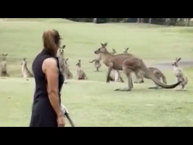 WATCH: Mob of kangaroos invade golf course in Australia