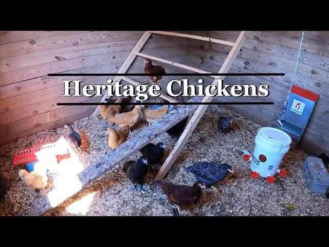 Checking up on my mom's Heritage Chickens