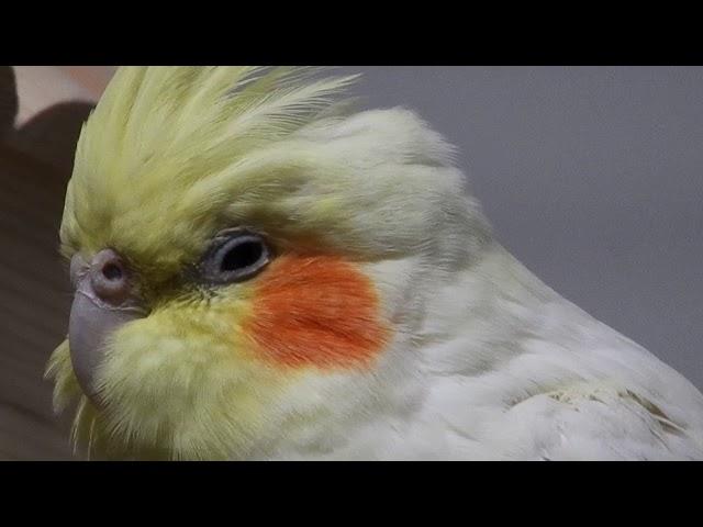 Amazon parrot, Cockatiels, and Parakeets