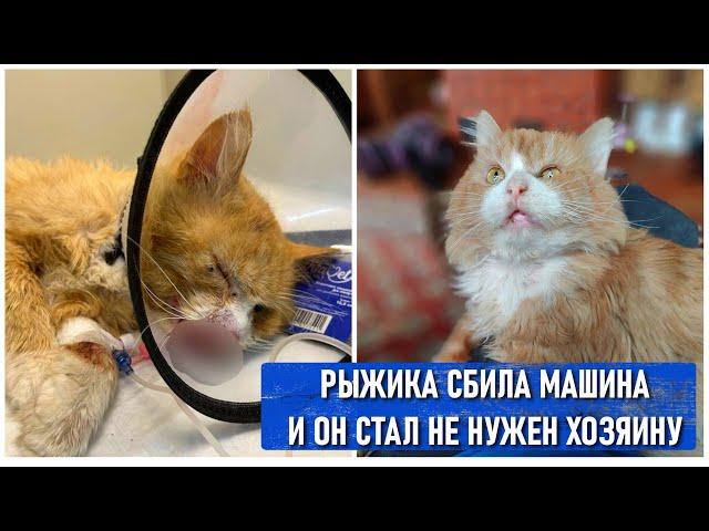 Продолжаю лечить кота со сломанной после ДТП челюсти хозяин от него отказался.