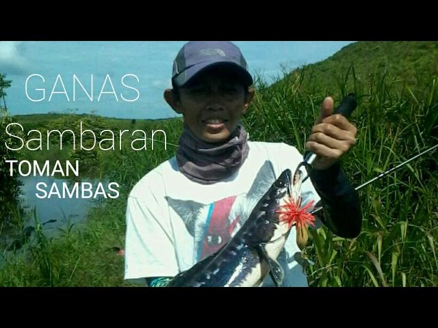 Ganas nya Sambaran Toman Kab- SAMBAS@Kumpai Angler