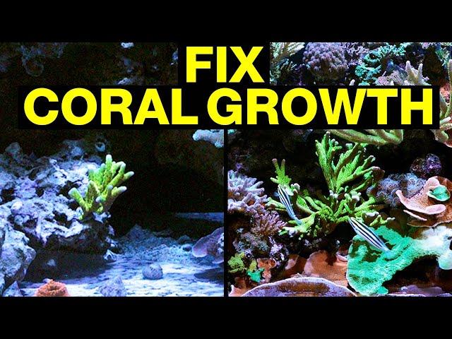 Top 10 Reasons Your Corals Are Not Growing and How to Fix Them!