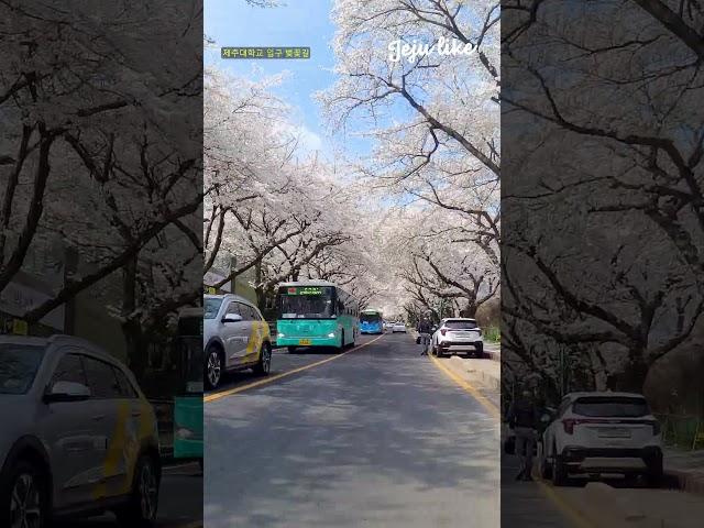 제주대학교 벚꽃길 shorts #2025년 #JejuNationalUniversityCherryBlossomRoad #제주봄여행지 #済州桜の名所 #济州樱花旅游景点