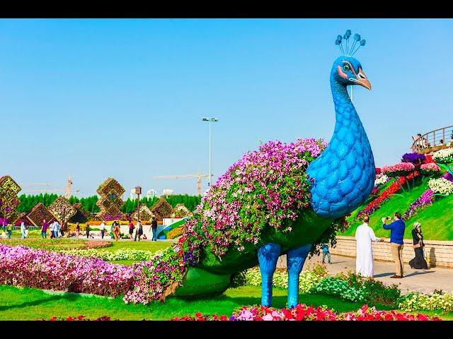 Miracle Garden Dubai    4K | World’s Largest Natural Flower Garden walking Tour | blessed4life