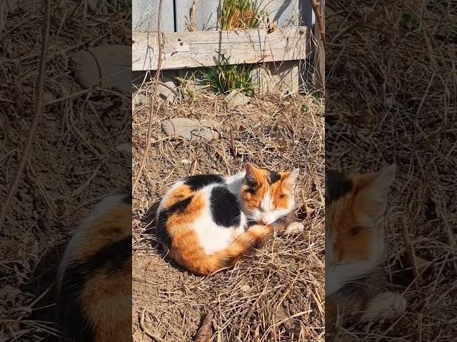 Cute colorful cat snoozing #streetcats #catvideos #catmeow #meowing #shorts