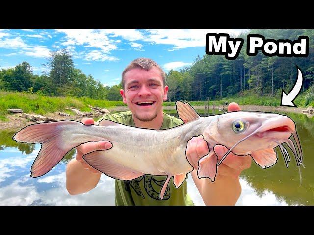 Catching Catfish to Stock My Pond!