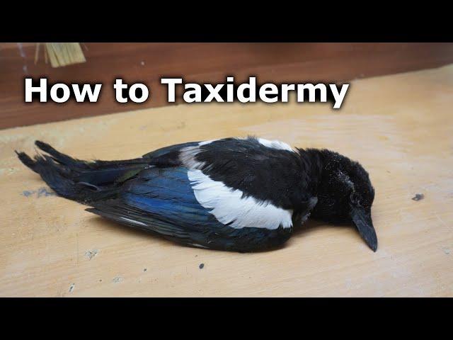 How to Taxidermy a Magpie