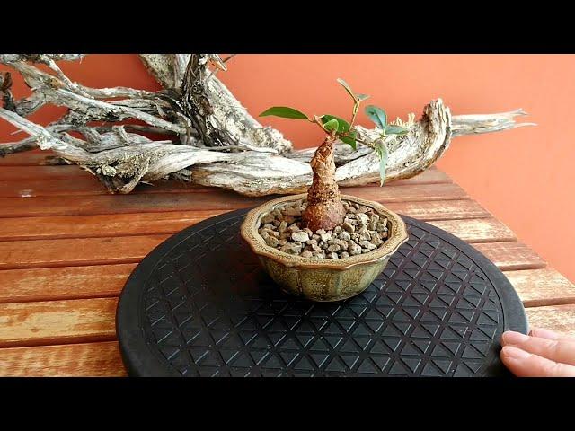 Repotting a Ficus #Bonsai #Prebonsai #Ficus