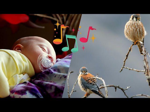 CHANT D'OISEAUX - SONS DE LA NATURE * RELAXANT ET CALME ENFANTS * SOMMEIL PROFOND - BRUIT BLANC