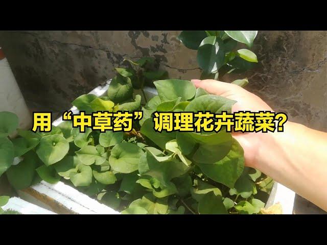 “中草药”养花？原来好处那么多！网友：牛【佛山二花匠】