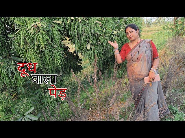 इस पेड़ ️ से निकलता है दूध  ।। Full Video Watching  ।। Priya Yadav