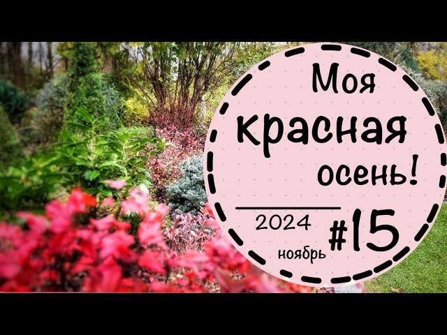 ️Прогулка по саду #15️Ноябрь 2024 ️Что будет с газоном? ️Злаки и гортензии осенью️